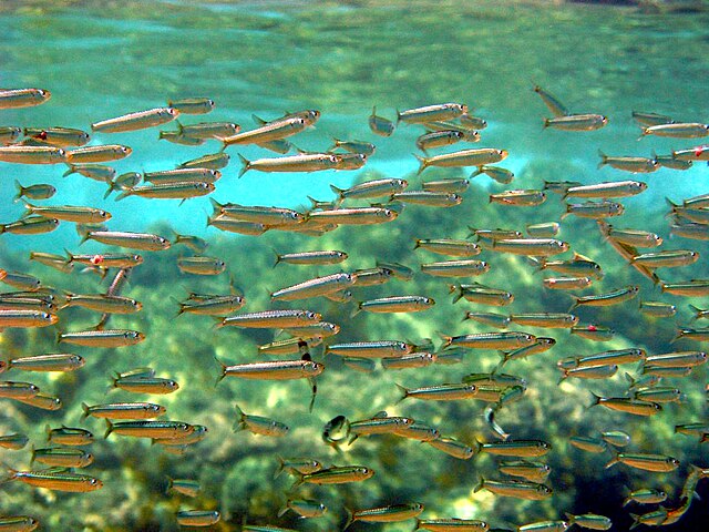 Sardines in Morocco cost dear as stock wavers