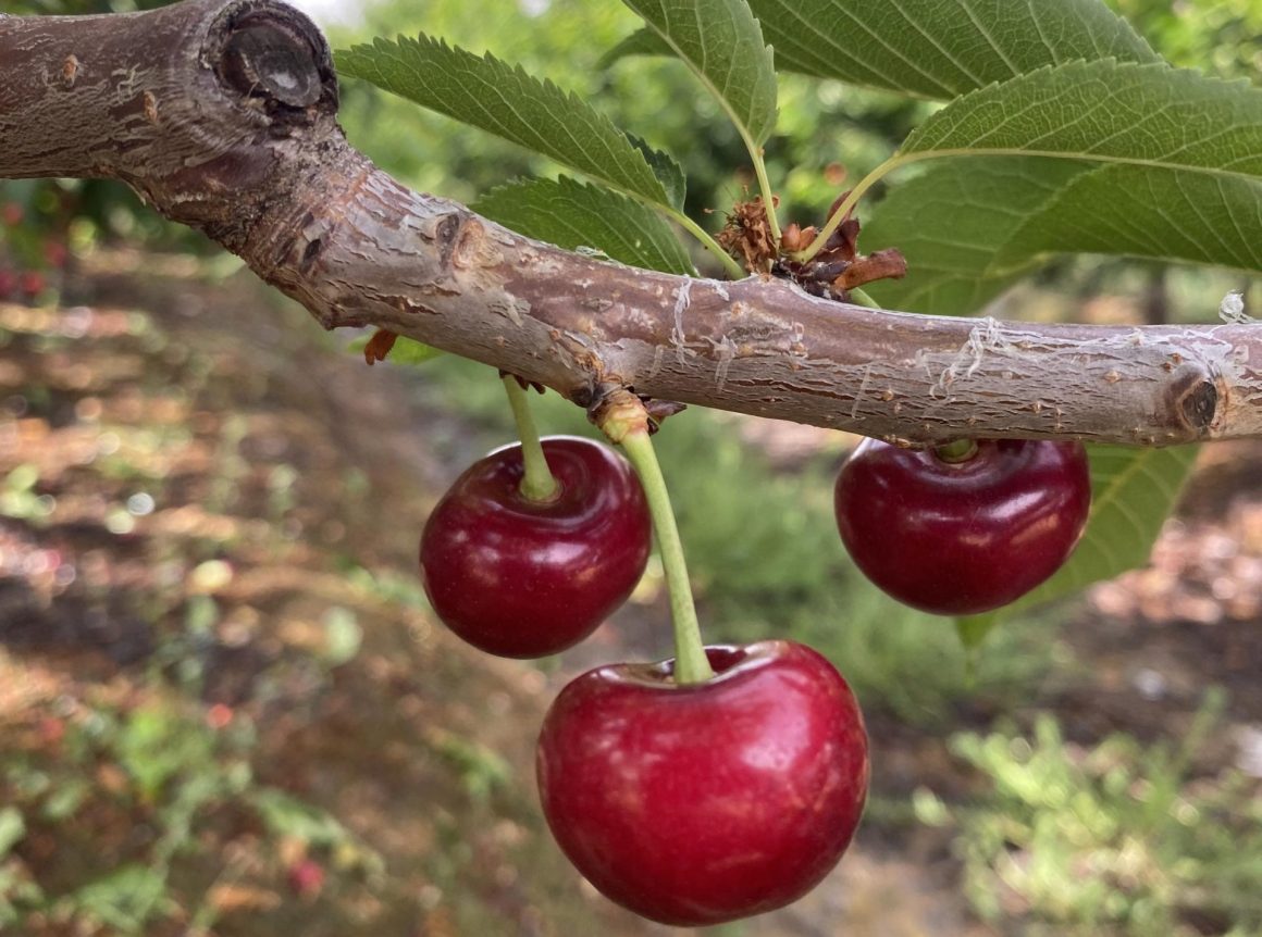 The South African cherry industry optimistic despite frost: “we are marketing our early cherry varieties in a favourable window” 