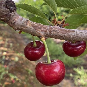 The South African cherry industry optimistic despite frost: “we are marketing our early cherry varieties in a favourable window” 