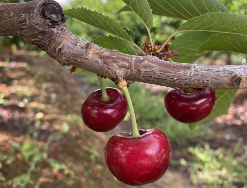 The South African cherry industry optimistic despite frost: “we are marketing our early cherry varieties in a favourable window” 