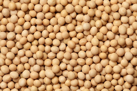 Mozambique Soybeans | Exporter & Supplier - Good Prices